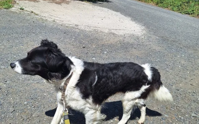 Míša si s páníčkem prožil peklo, veterinární prohlídka odhalila kruté týrání