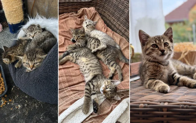 Na první fotografii jsou ještě zubožená koťata krátce po příjezdu k nám domů. Na dalších fotkách už jsou po úspěšné léčbě