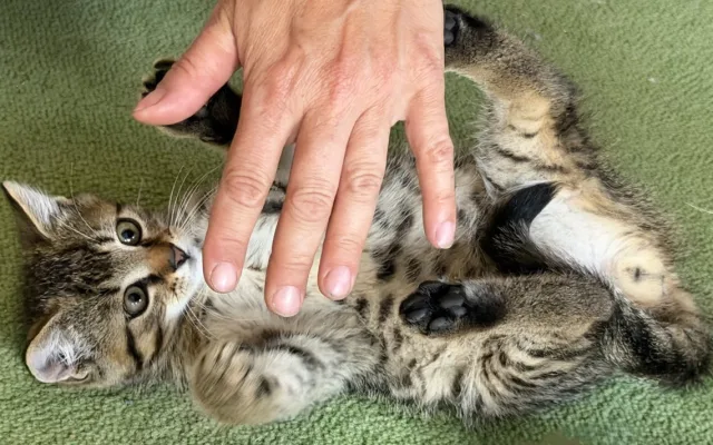 Záchranná mise má šťastný konec. Suri, Katy i Šéďa už odjeli do nového domova