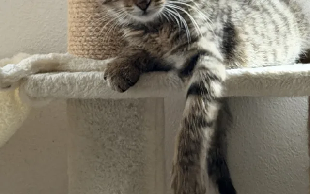 Záchranná mise má šťastný konec. Suri, Katy i Šéďa už odjeli do nového domova