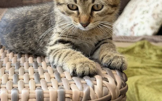 Záchranná mise má šťastný konec. Suri, Katy i Šéďa už odjeli do nového domova