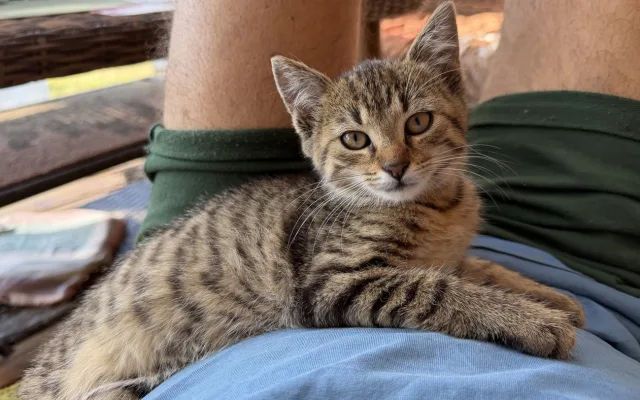 Záchranná mise má šťastný konec. Suri, Katy i Šéďa už odjeli do nového domova