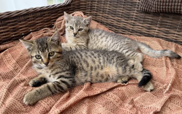 Záchranná mise má šťastný konec. Suri, Katy i Šéďa už odjeli do nového domova