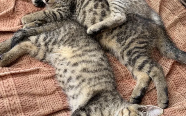 Záchranná mise má šťastný konec. Suri, Katy i Šéďa už odjeli do nového domova
