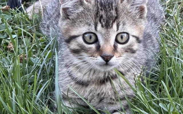 Záchranná mise má šťastný konec. Suri, Katy i Šéďa už odjeli do nového domova