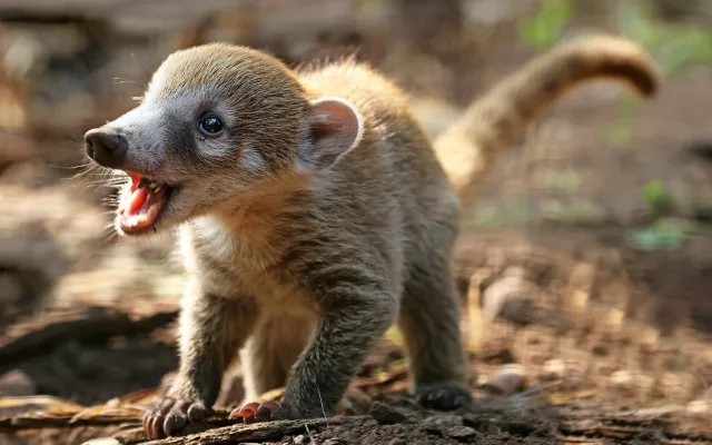 Nosáli bělohubí se poprvé narodili v plzeňské zoo. Matka své potomky přísně střeží