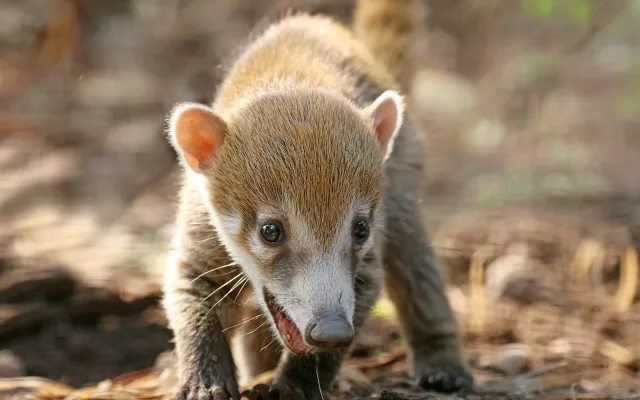 Nosáli bělohubí se poprvé narodili v plzeňské zoo. Matka své potomky přísně střeží