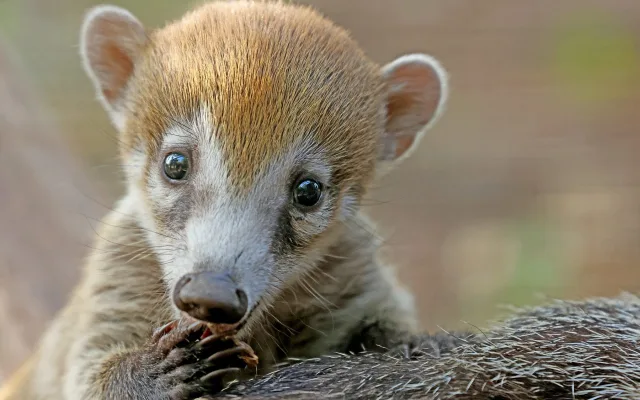 Nosáli bělohubí se poprvé narodili v plzeňské zoo. Matka své potomky přísně střeží