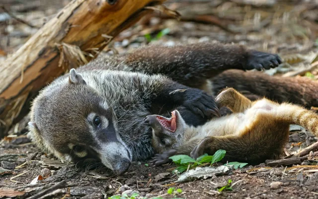 Nosáli bělohubí se poprvé narodili v plzeňské zoo. Matka své potomky přísně střeží