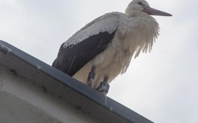 FOTOGALERIE:  Čápi z Plzeňska cestují po světě