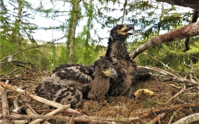 FOTOGALERIE: Kontrola hnízd orlů mořských