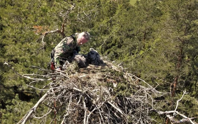 FOTOGALERIE: Kontrola hnízd orlů mořských