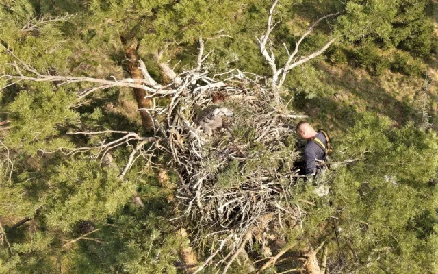 FOTOGALERIE: Kontrola hnízd orlů mořských