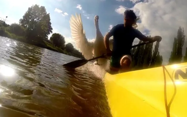 FOTOGALERIE: Odchyt nebezpečného labuťáka a jeho partnerky