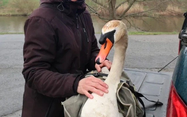 FOTOGALERIE: Odchyt nebezpečného labuťáka a jeho partnerky