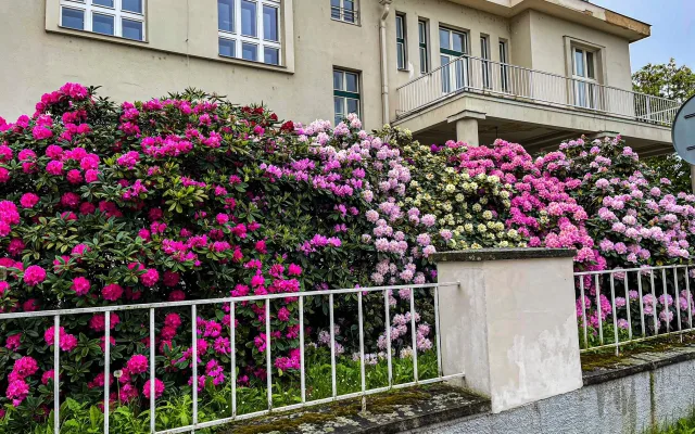 FOTOGALERIE: Vykvetly rododendrony v Jarově i v pivovaru