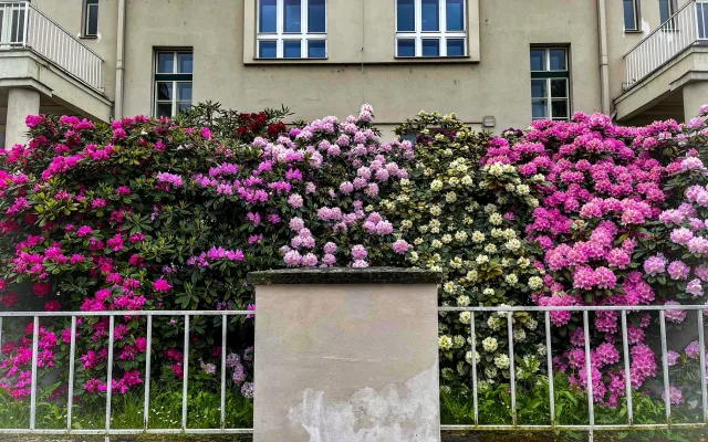 FOTOGALERIE: Vykvetly rododendrony v Jarově i v pivovaru