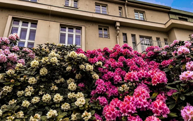 FOTOGALERIE: Vykvetly rododendrony v Jarově i v pivovaru