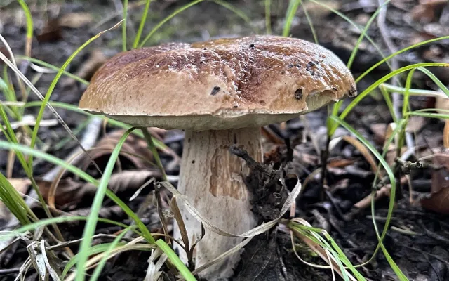FOTOGALERIE: Redaktor Plzeňské Drbny na houbách