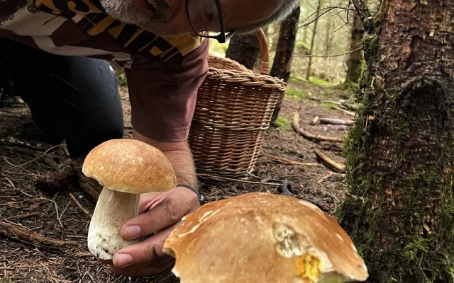 FOTOGALERIE: Redaktor Plzeňské Drbny na houbách