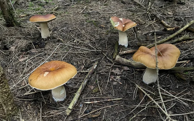 FOTOGALERIE: Redaktor Plzeňské Drbny na houbách