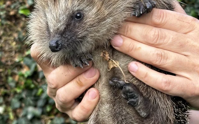 Hysterie kolem ježků. Lidé je už teď zbytečně zachraňují, i když pomoc nepotřebují