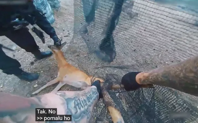 Mladého srnce uvěznila síť na paintballovém hřišti. Začal boj o vysvobození