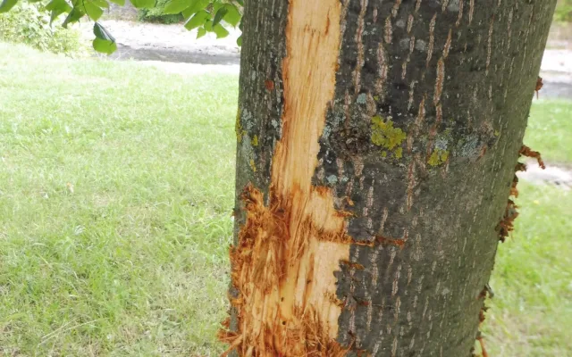 Vandal nenávratně poškodil mladou lípu, město vypsalo odměnu za info o pachateli