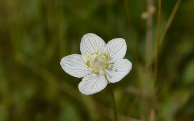 Přírodní památka chrání ohrožené motýly i vzácné orchideje, nově se rozšířila