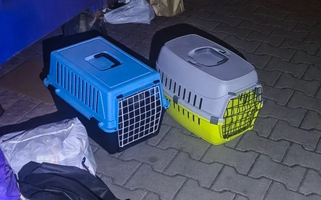 Lidé se zbavují nechtěných koťat jako smetí. Vyhodí je v přepravce u popelnic