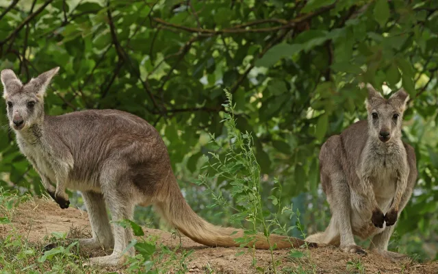 Zoo poprvé v historii chová klokany horské, samice přijela s překvapením ve vaku