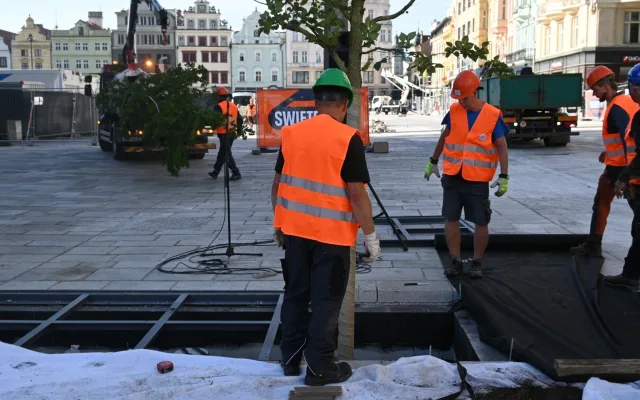 Výsadba stromů na náměstí Republiky v Plzni