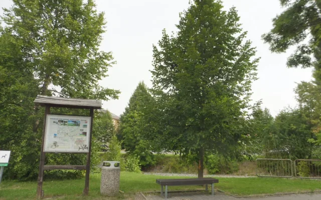 Vandal nenávratně poškodil mladou lípu, město vypsalo odměnu za info o pachateli