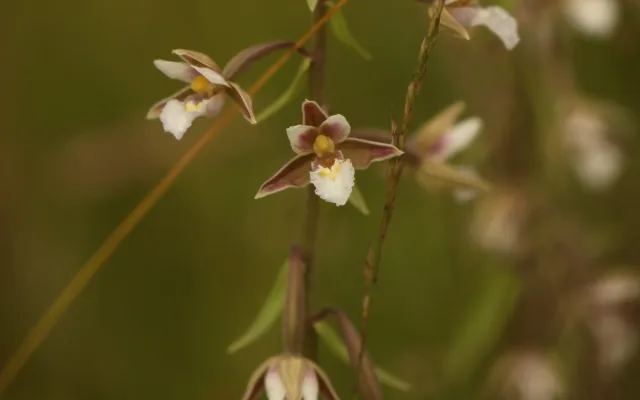 Přírodní památka chrání ohrožené motýly i vzácné orchideje, nově se rozšířila