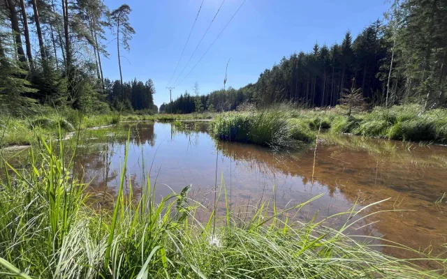Tůně v ochranném pásmu vysokého napětí pomohly chráněným živočichům i energetikům
