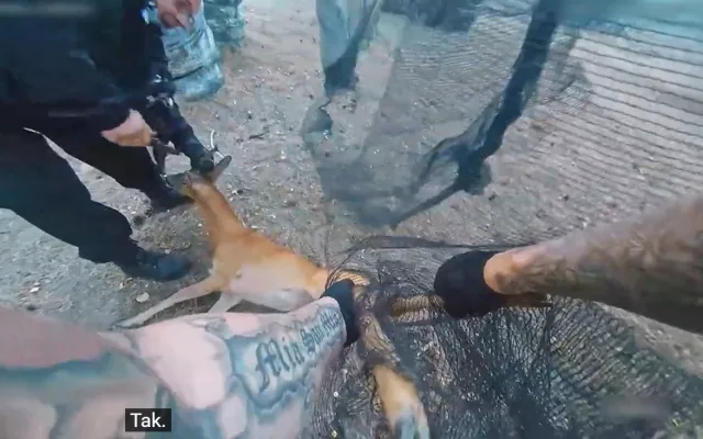 Mladého srnce uvěznila síť na paintballovém hřišti. Začal boj o vysvobození