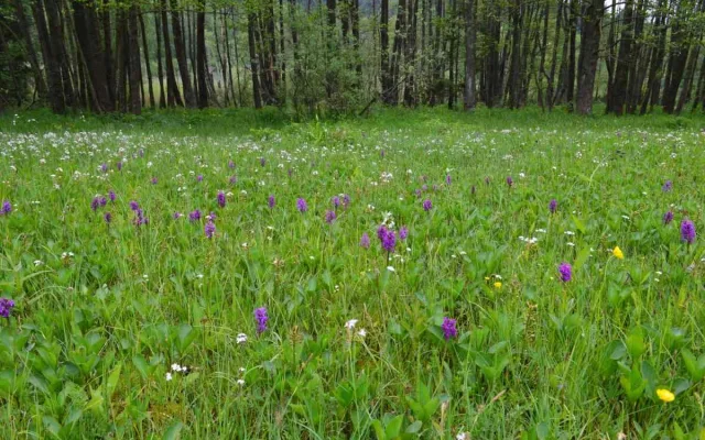 Přírodní památka chrání ohrožené motýly i vzácné orchideje, nově se rozšířila