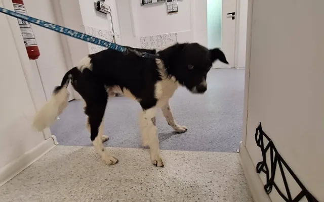Případ týraného Míši šokoval i odborníky. Pomoci chce spolek na ochranu zvířat