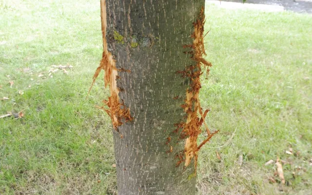 Vandal nenávratně poškodil mladou lípu, město vypsalo odměnu za info o pachateli