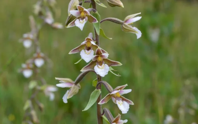Přírodní památka chrání ohrožené motýly i vzácné orchideje, nově se rozšířila