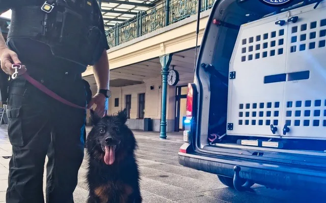 Dobrodružná výprava zatoulaného psa. Nastoupil sám do vlaku a dojel do Plzně