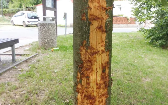 Vandal nenávratně poškodil mladou lípu, město vypsalo odměnu za info o pachateli