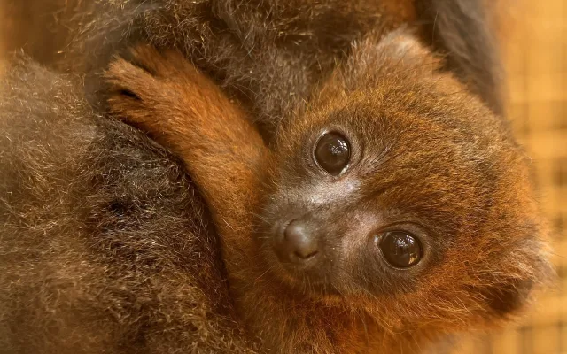 Lemur rudobřichý