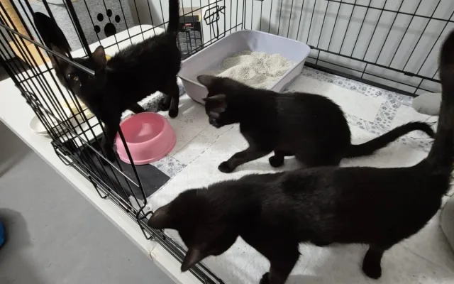 Teď už se koťata zotavují z prožitých útrap