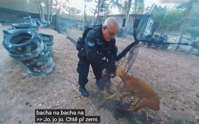 Mladého srnce uvěznila síť na paintballovém hřišti. Začal boj o vysvobození