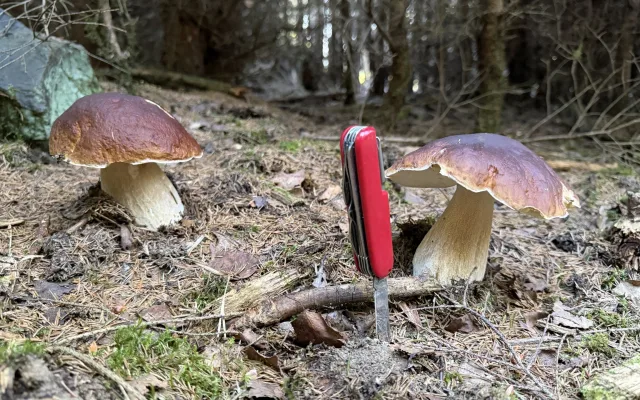 Nadšení houbaři teď nosí z lesů nádherné úlovky. Převažují hřiby