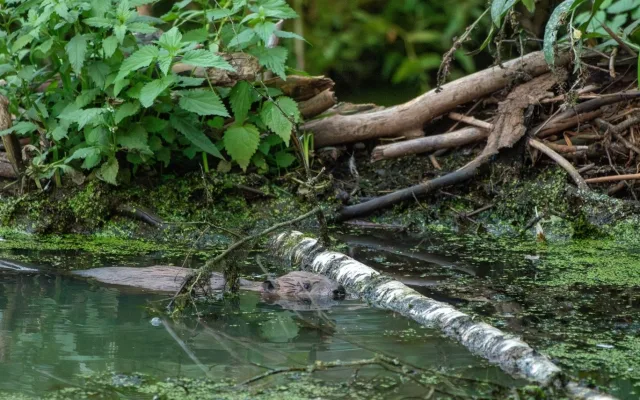 Geniální bobří stavitele, kteří zachránili plzeňskou Valchu, se podařilo krásně vyfotografovat Věře Cardové.