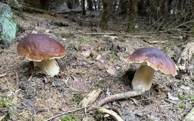 Nadšení houbaři teď nosí z lesů nádherné úlovky. Převažují hřiby