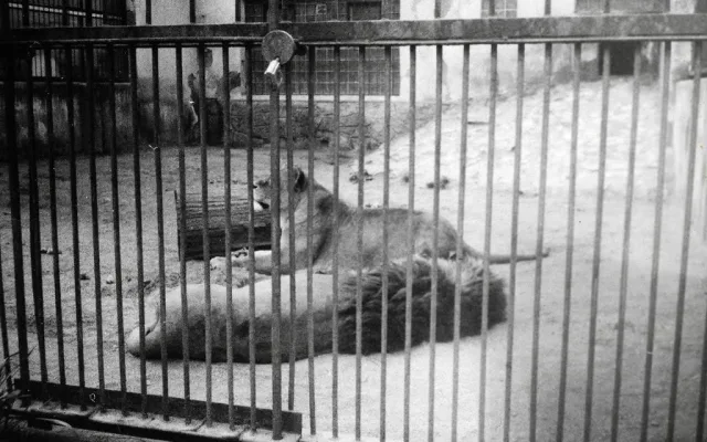 Plzeňská zoo rozdává radost už celé jedno století. Dnes chová 7000 zvířat