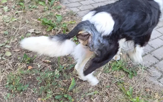Míša krátce po přijetí do útulku